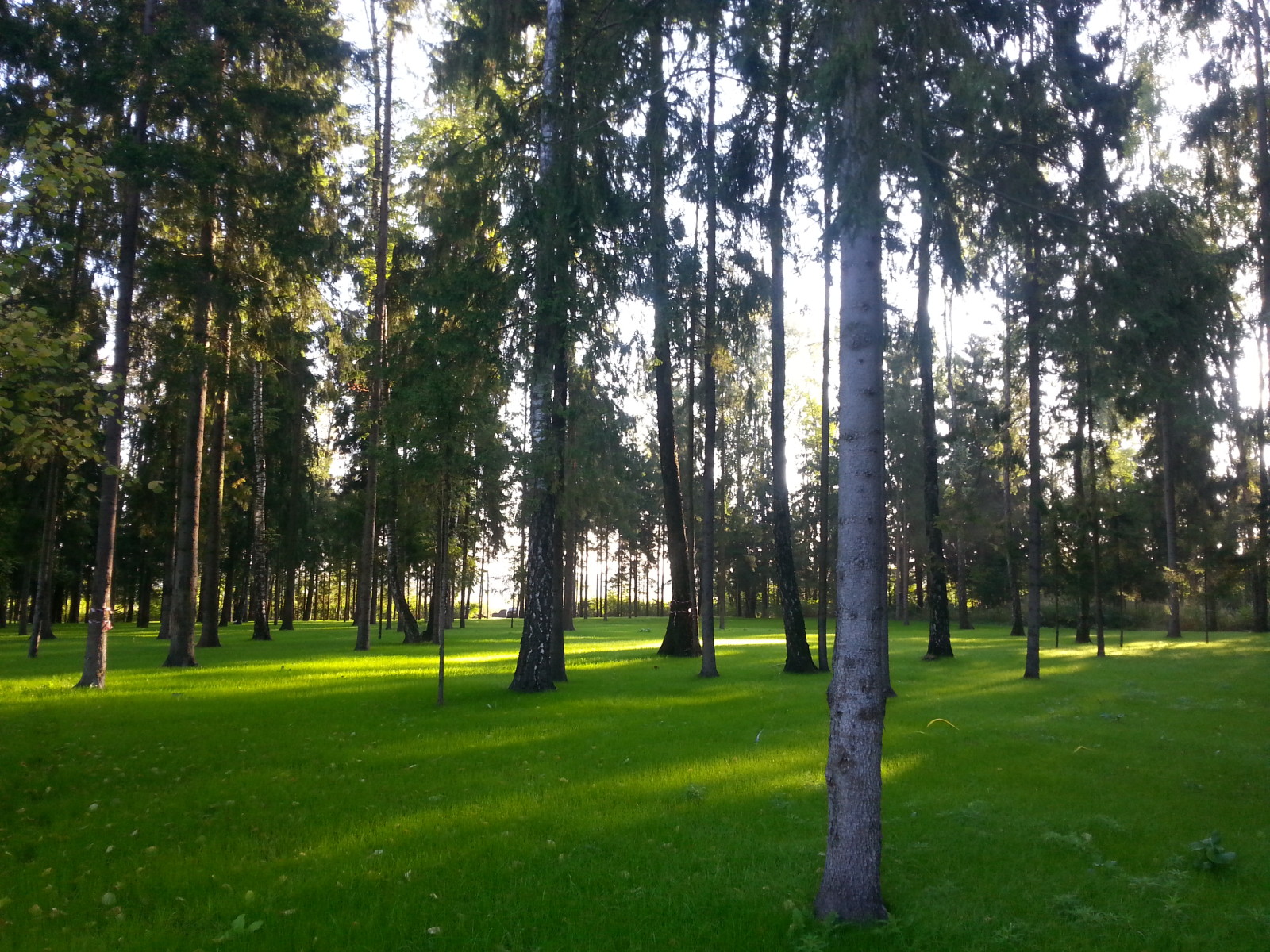Работы на Рублевке по озеленению лесной территории